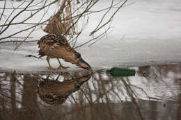 Image of great bittern, bittern