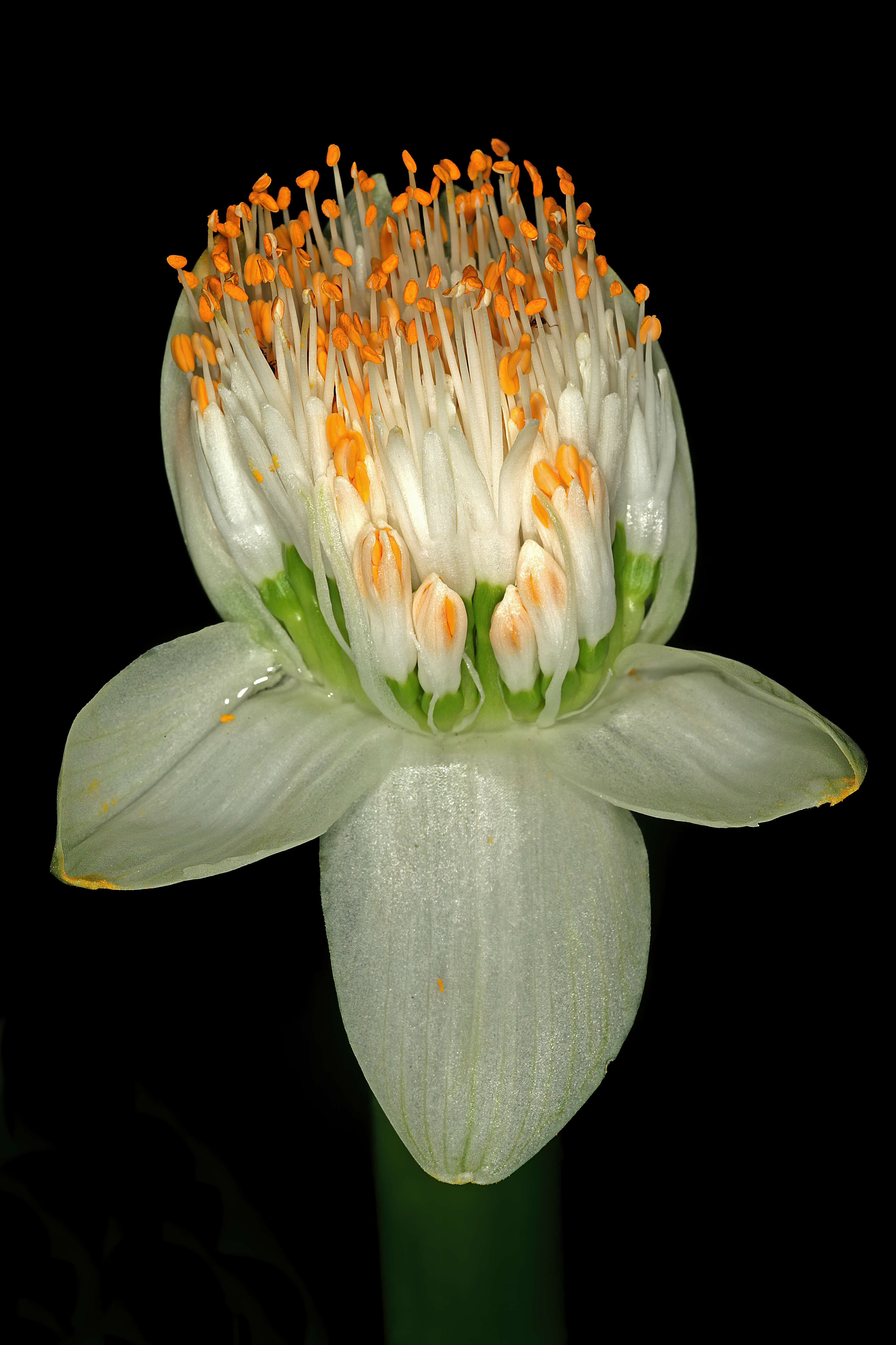 Imagem de Haemanthus albiflos Jacq.