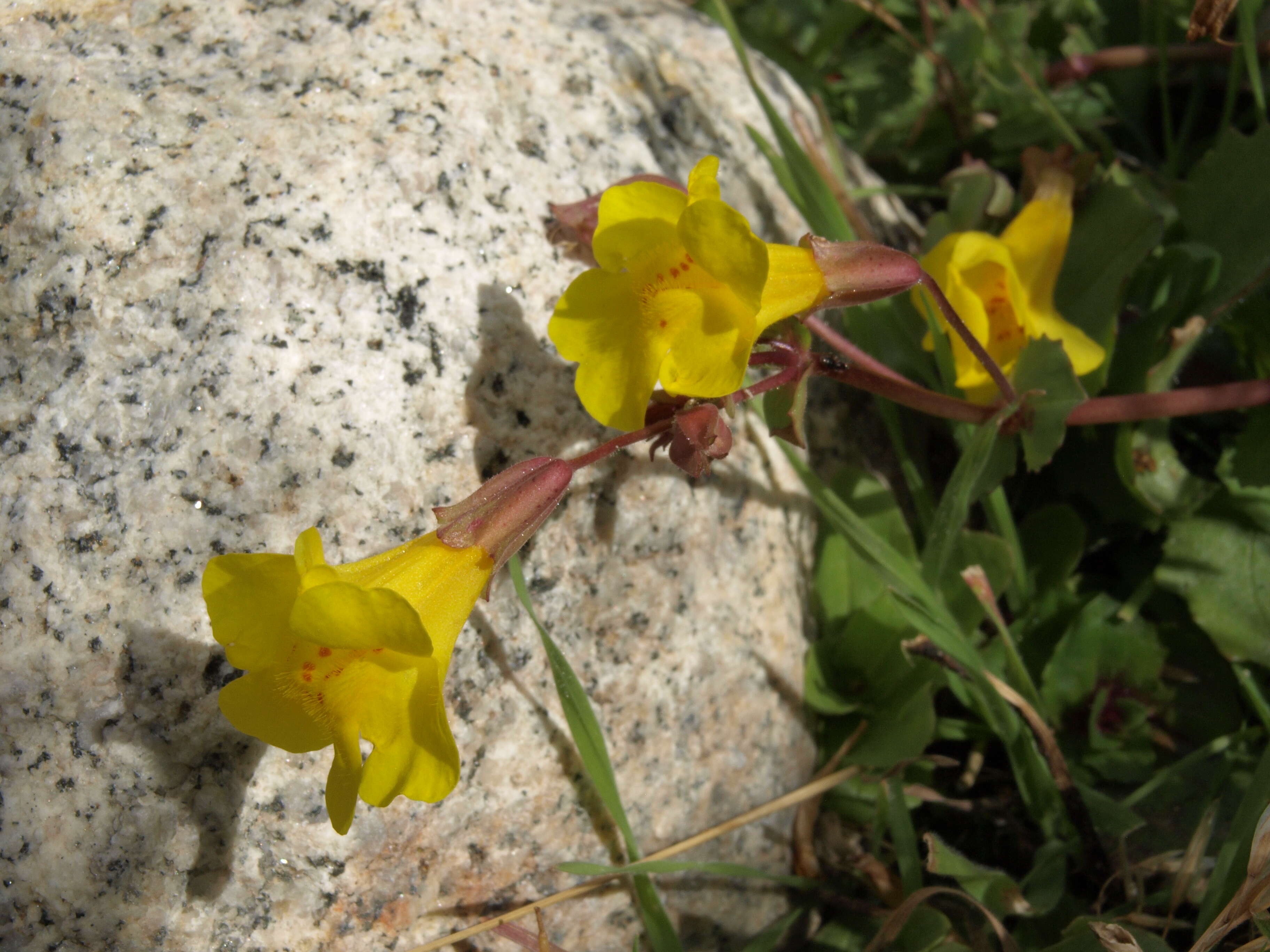 Image of Erythranthe guttata (DC.) G. L. Nesom