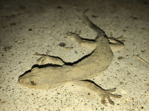 Image of Schlegel's Japanese Gecko