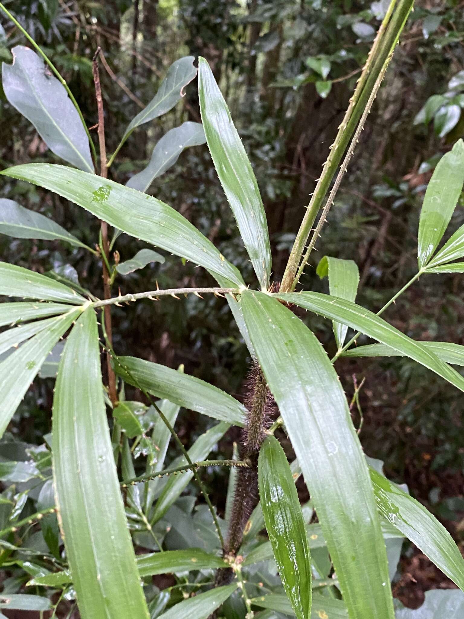 Image of Large-seeded lawyer's vine