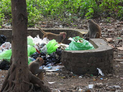 Image of Rhesus Monkey