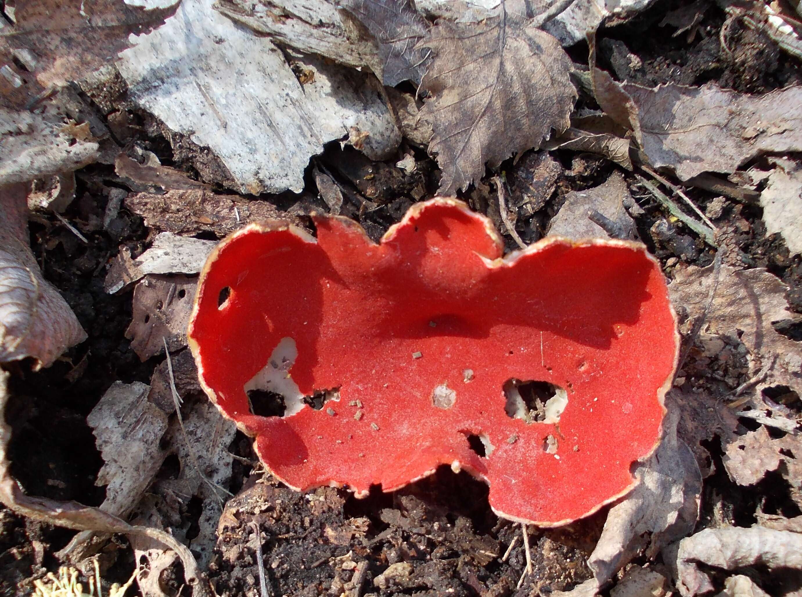 Image of scarlet cup