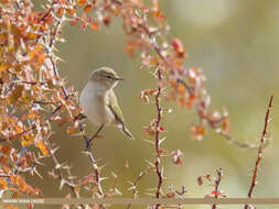 Image of Siberian Chiffchaff