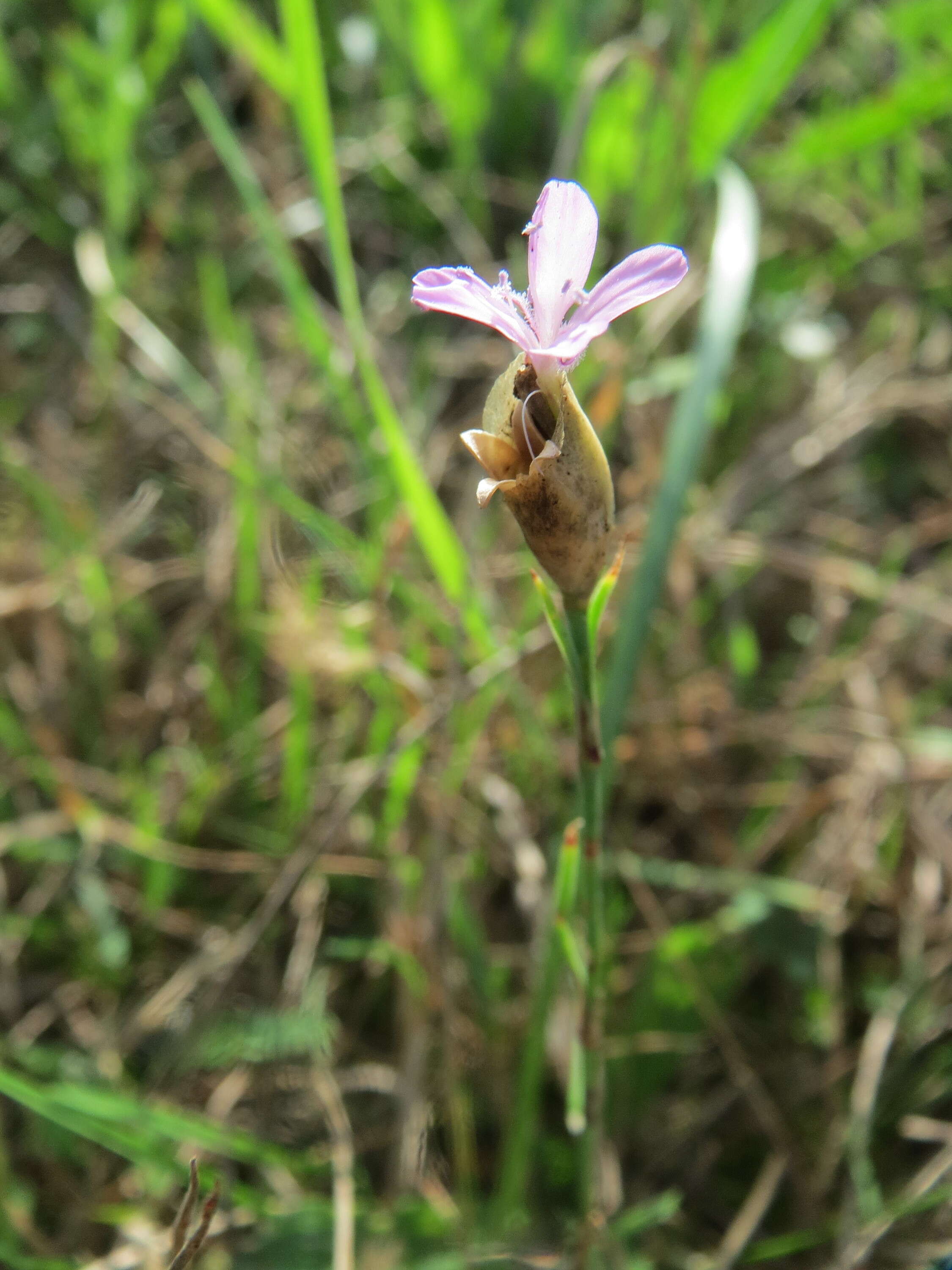 Image of Proliferous Pink