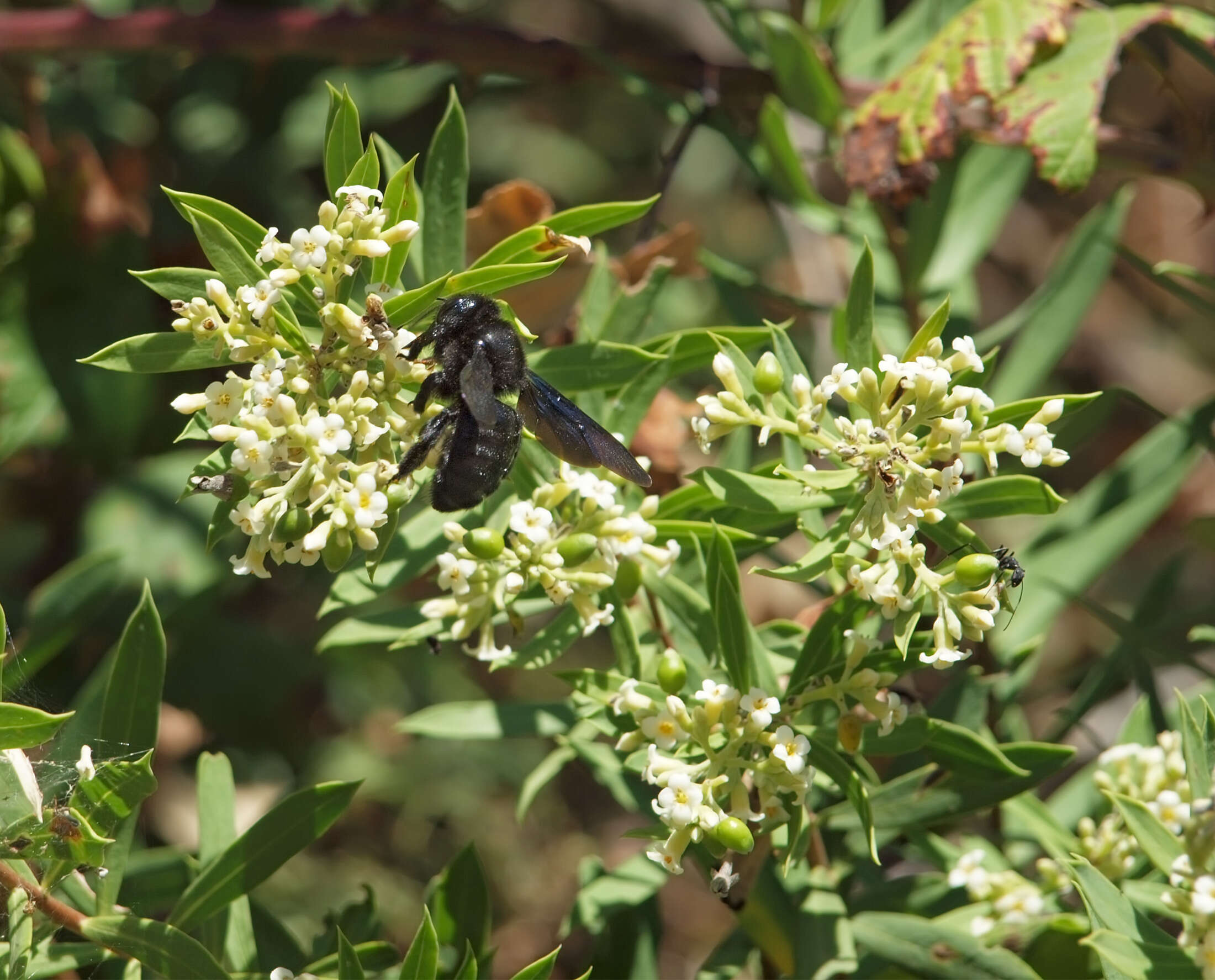 Image of Flax-Leaved Daphne