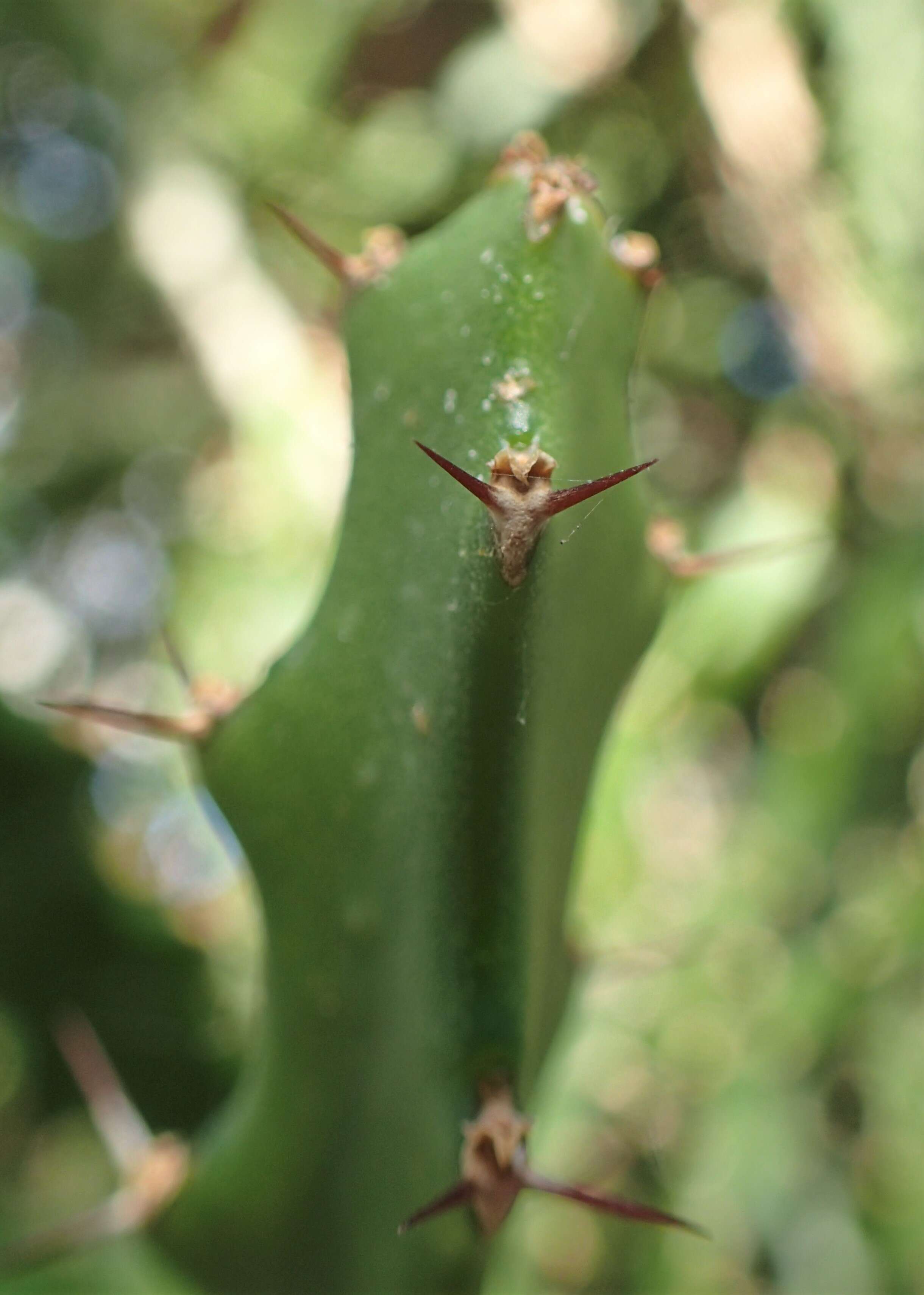 Imagem de Euphorbia grandidens Haw.