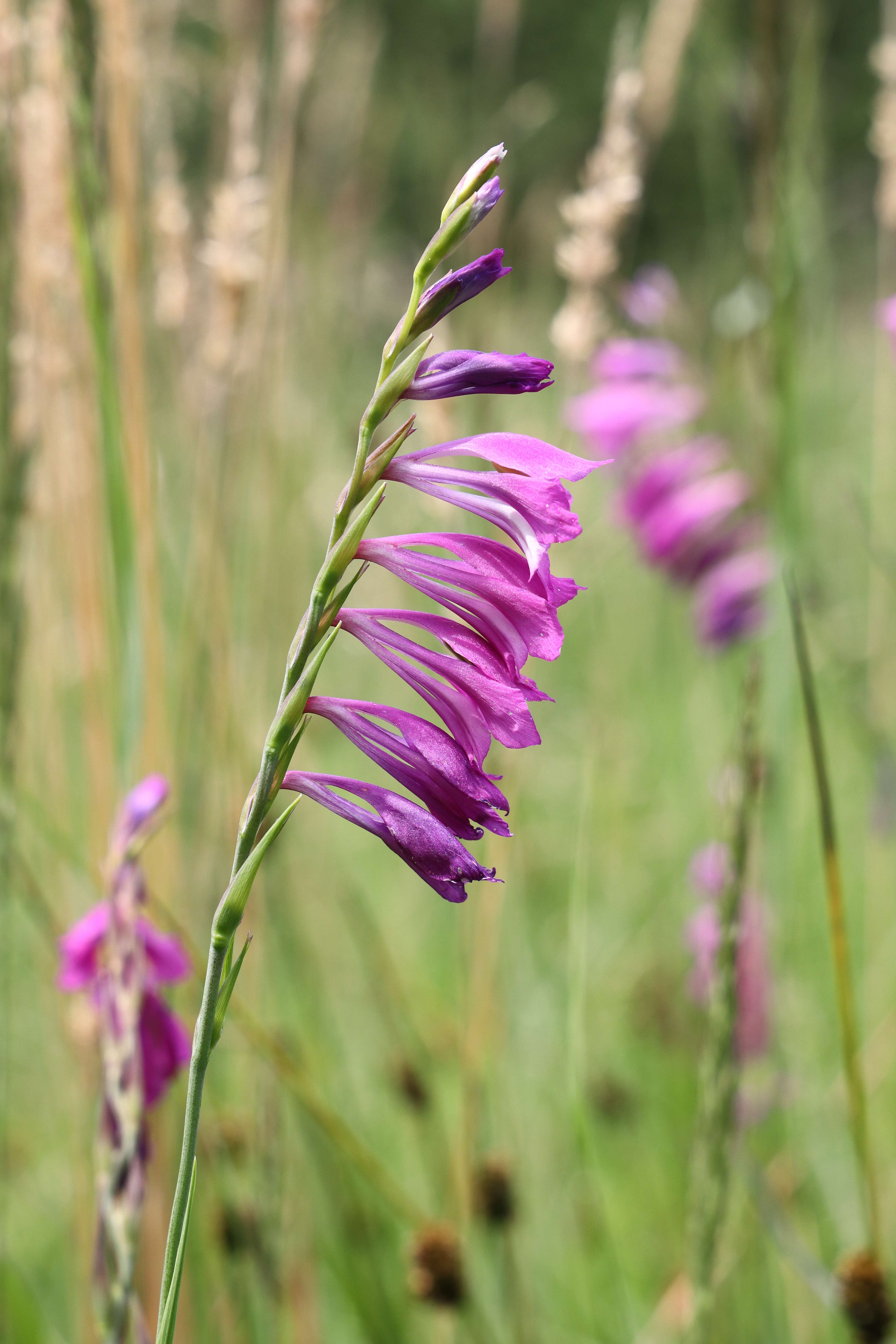 Image of Turkish Marsh Gladiolus