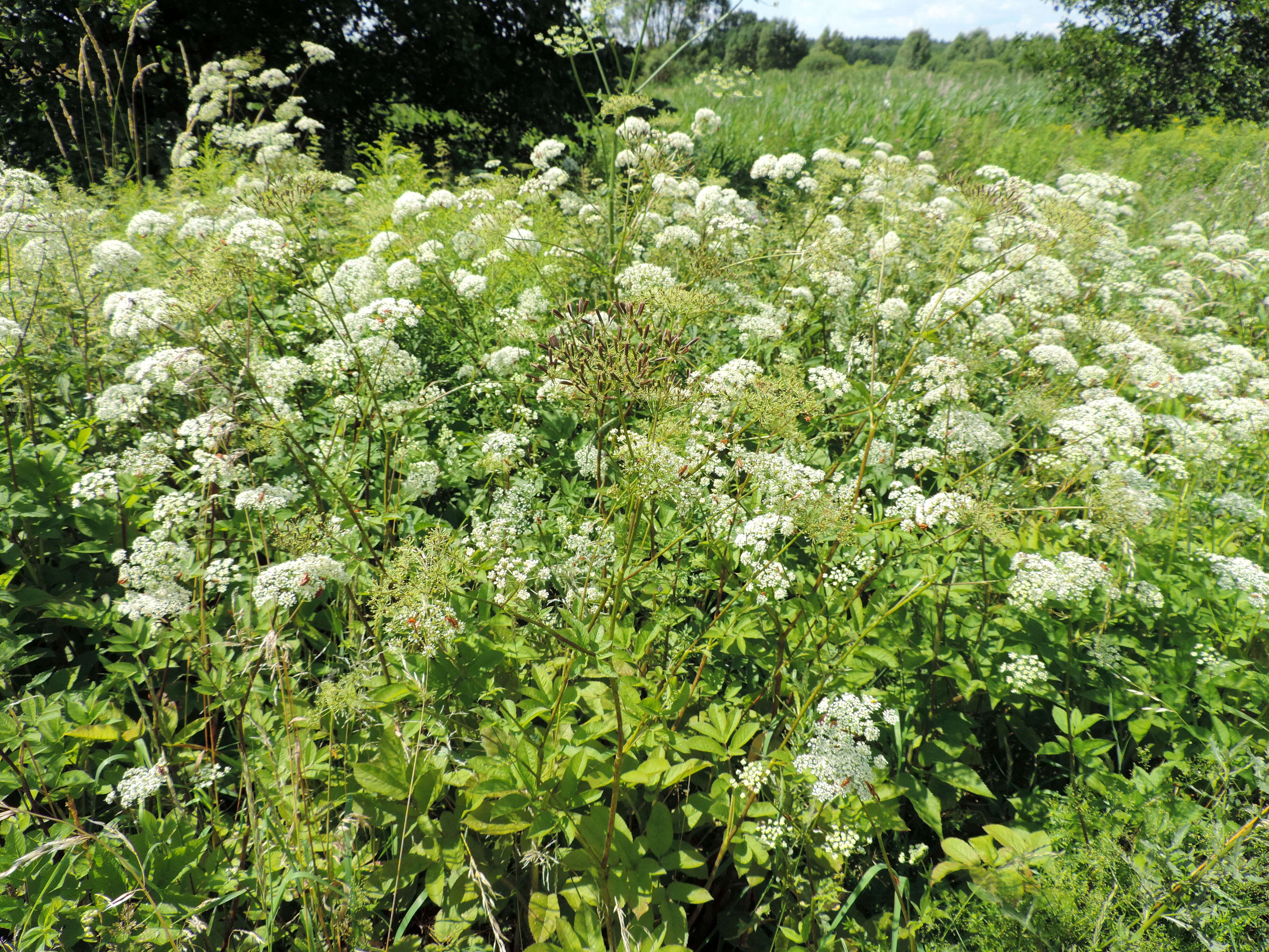 Imagem de Chaerophyllum aromaticum L.