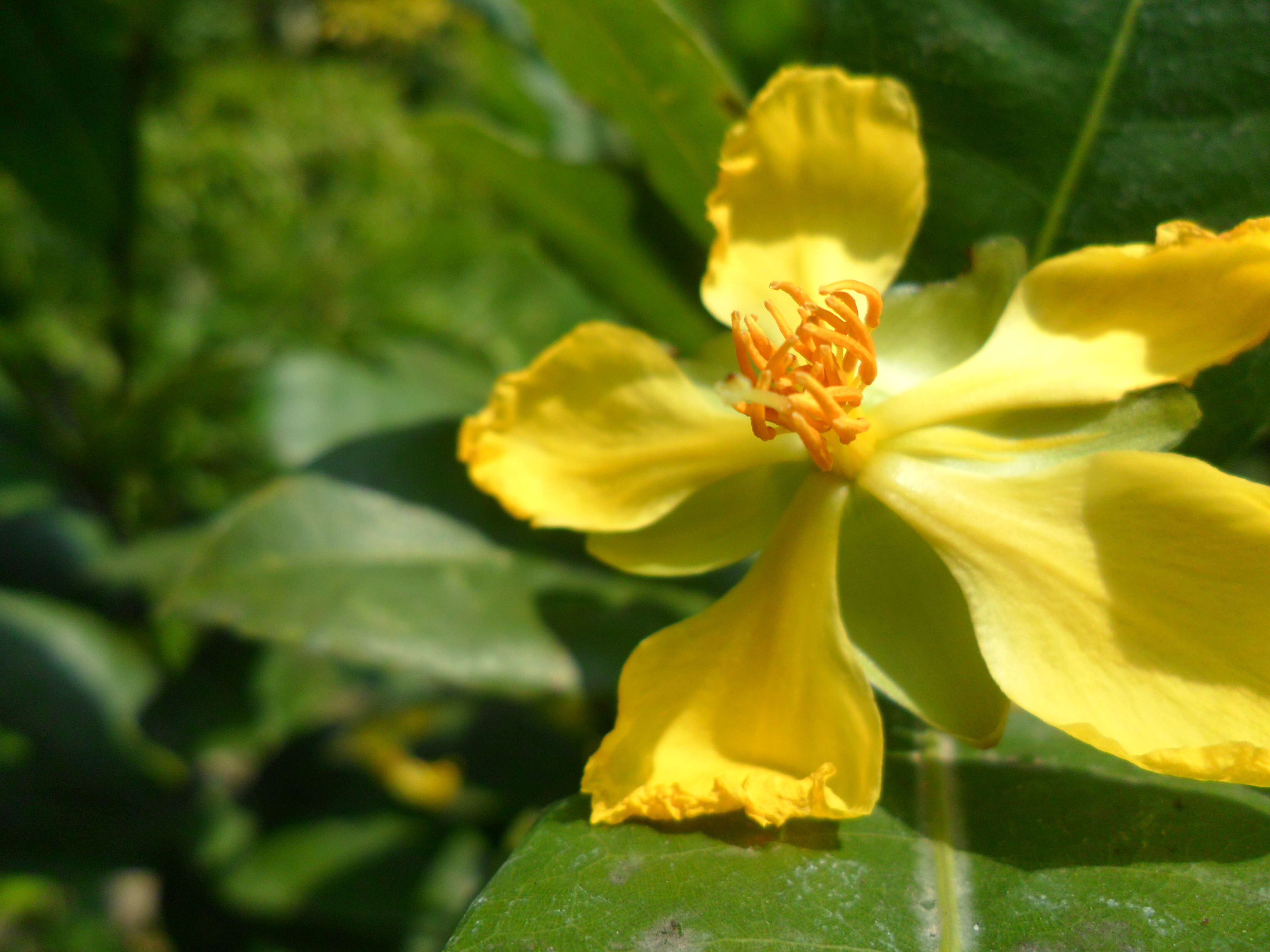 Image of Mickey Mouse plant