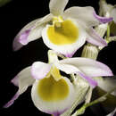 Image of Very graceful Dendrobium