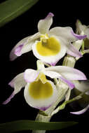 Dendrobium gratiosissimum Rchb. fil. resmi