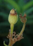 Imagem de Rhytidophyllum exsertum Griseb.