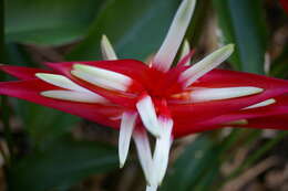 Image of Heliconia angusta Vell.