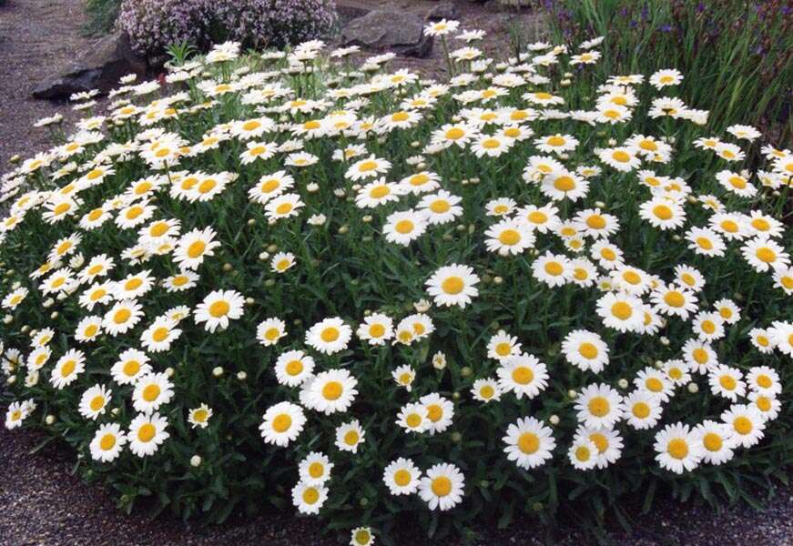 صورة Leucanthemum ircutianum (Turcz.) DC.