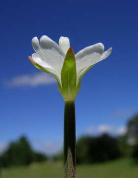 Image of aboriginal willowherb