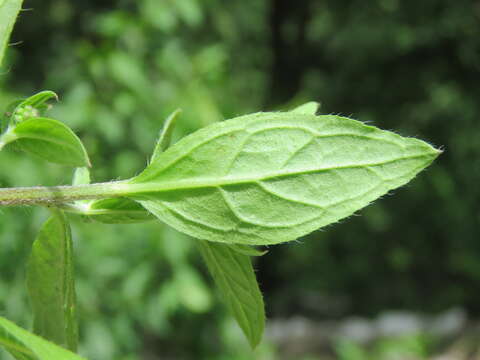 Image of Ceylon hound's tongue