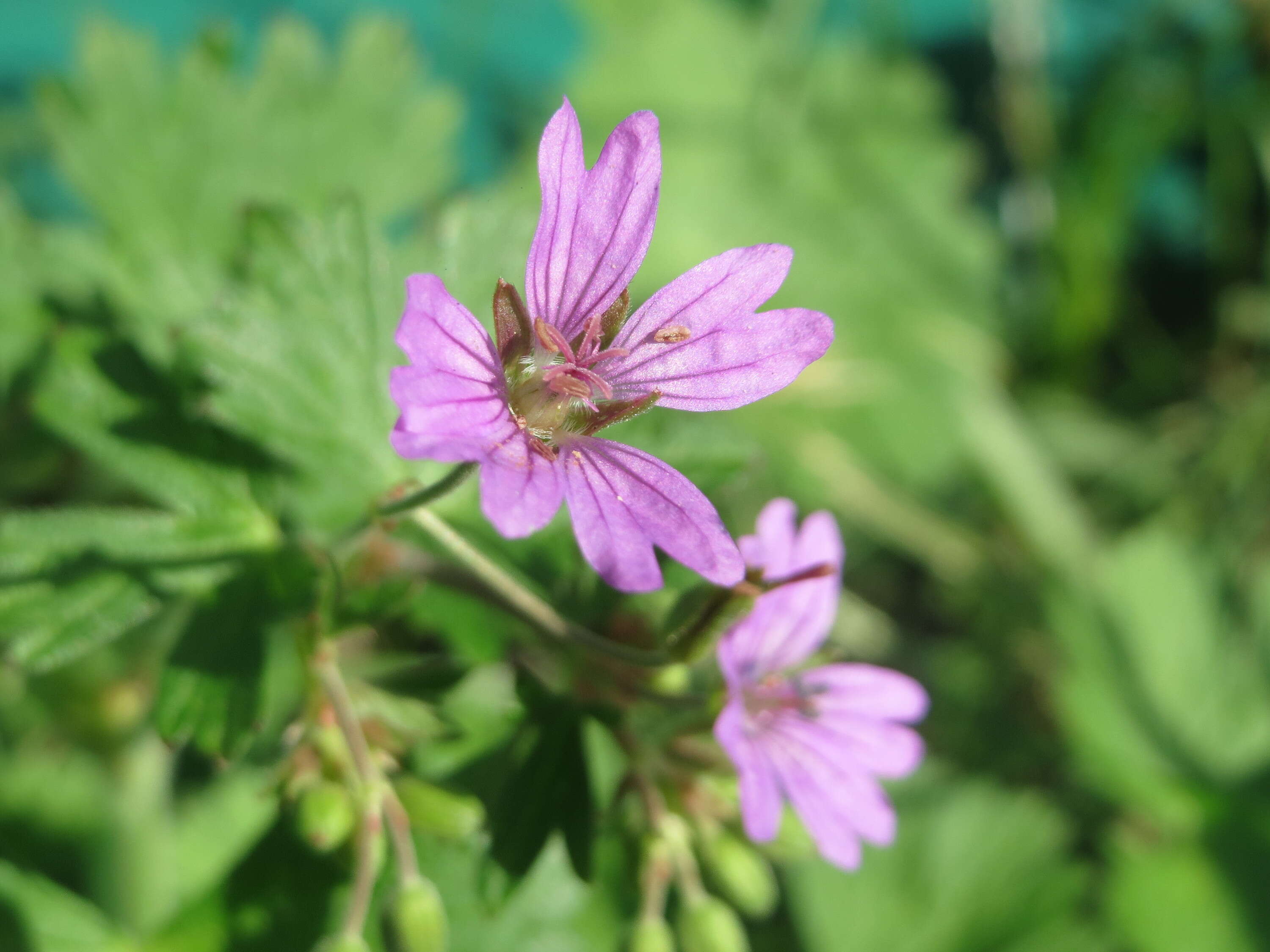 Image of hedgerow geranium