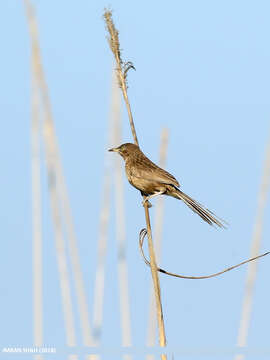 Image of Striated Babbler