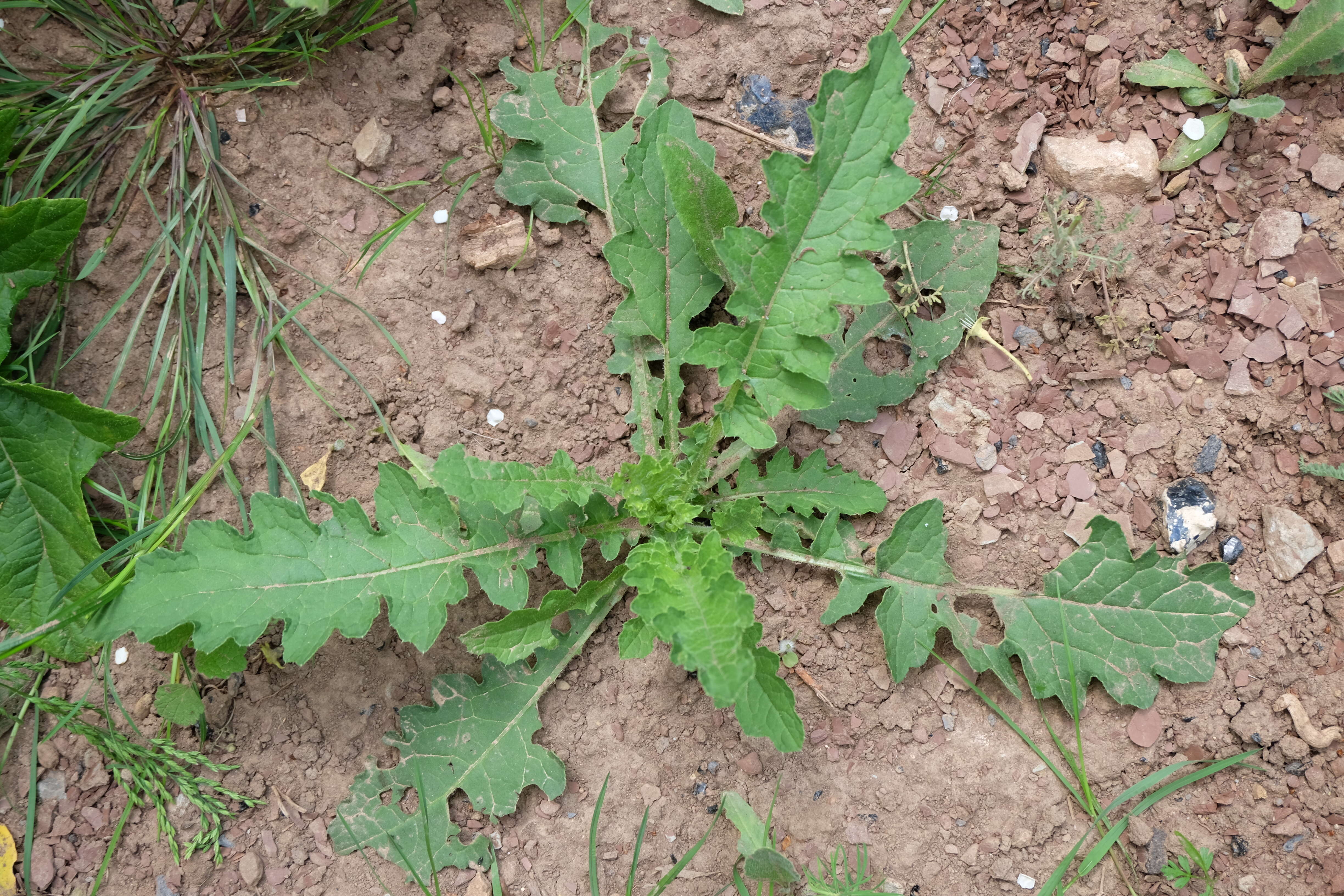 Image of tall globethistle