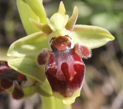 Image of Ophrys umbilicata Desf.