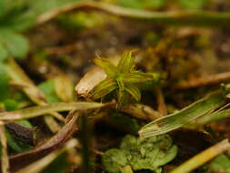 Plancia ëd Syntrichia ruralis Weber & D. Mohr 1803