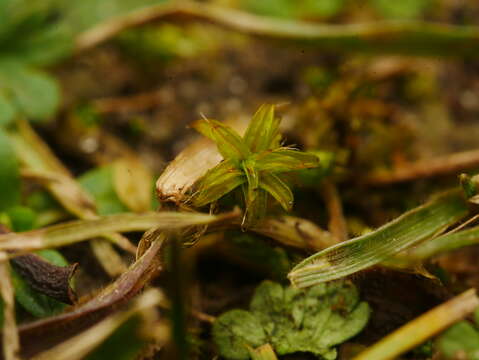 Image of great hairy screw-moss