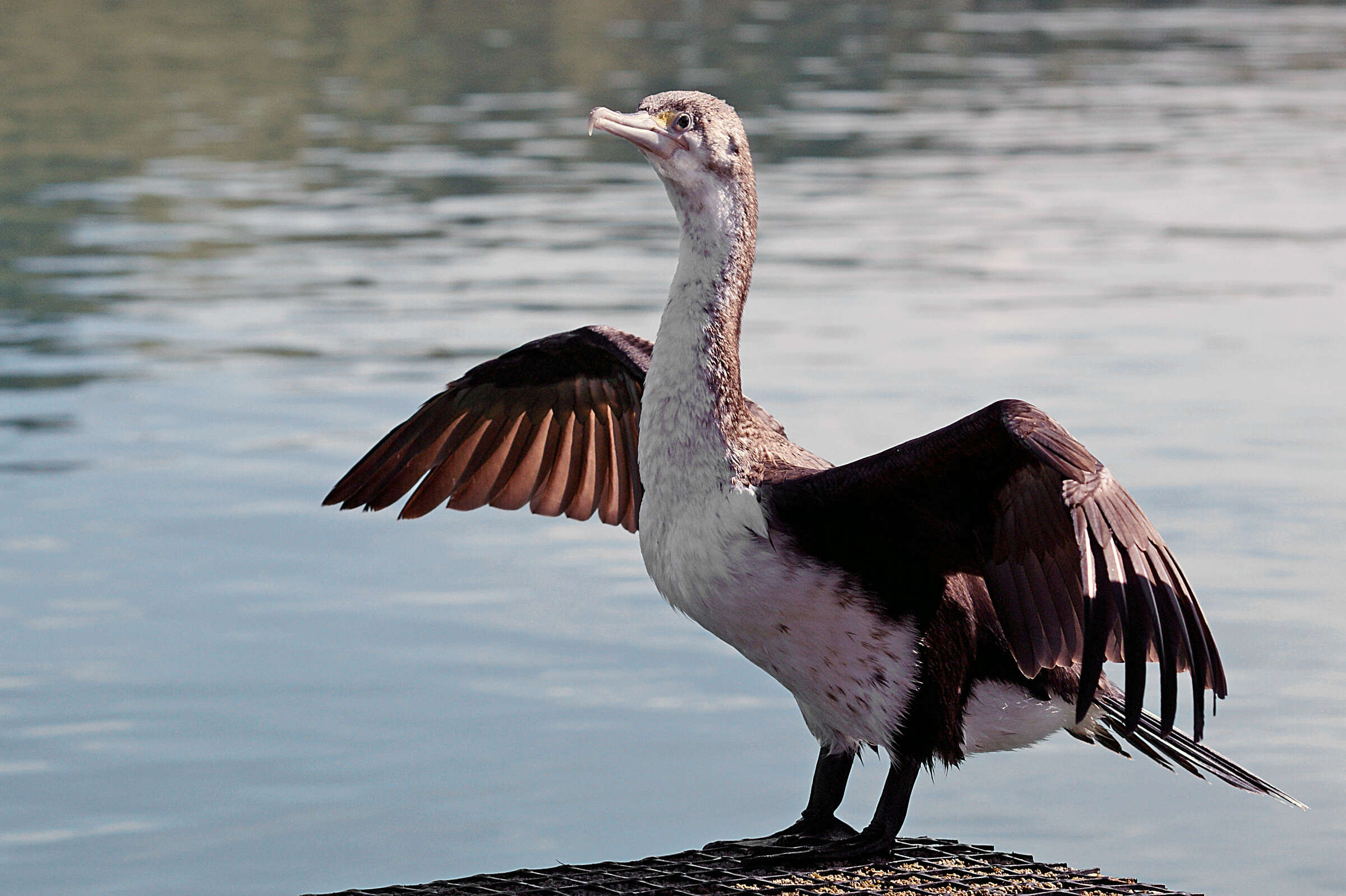 Image of Spotted Shag