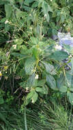 Image of small balsam