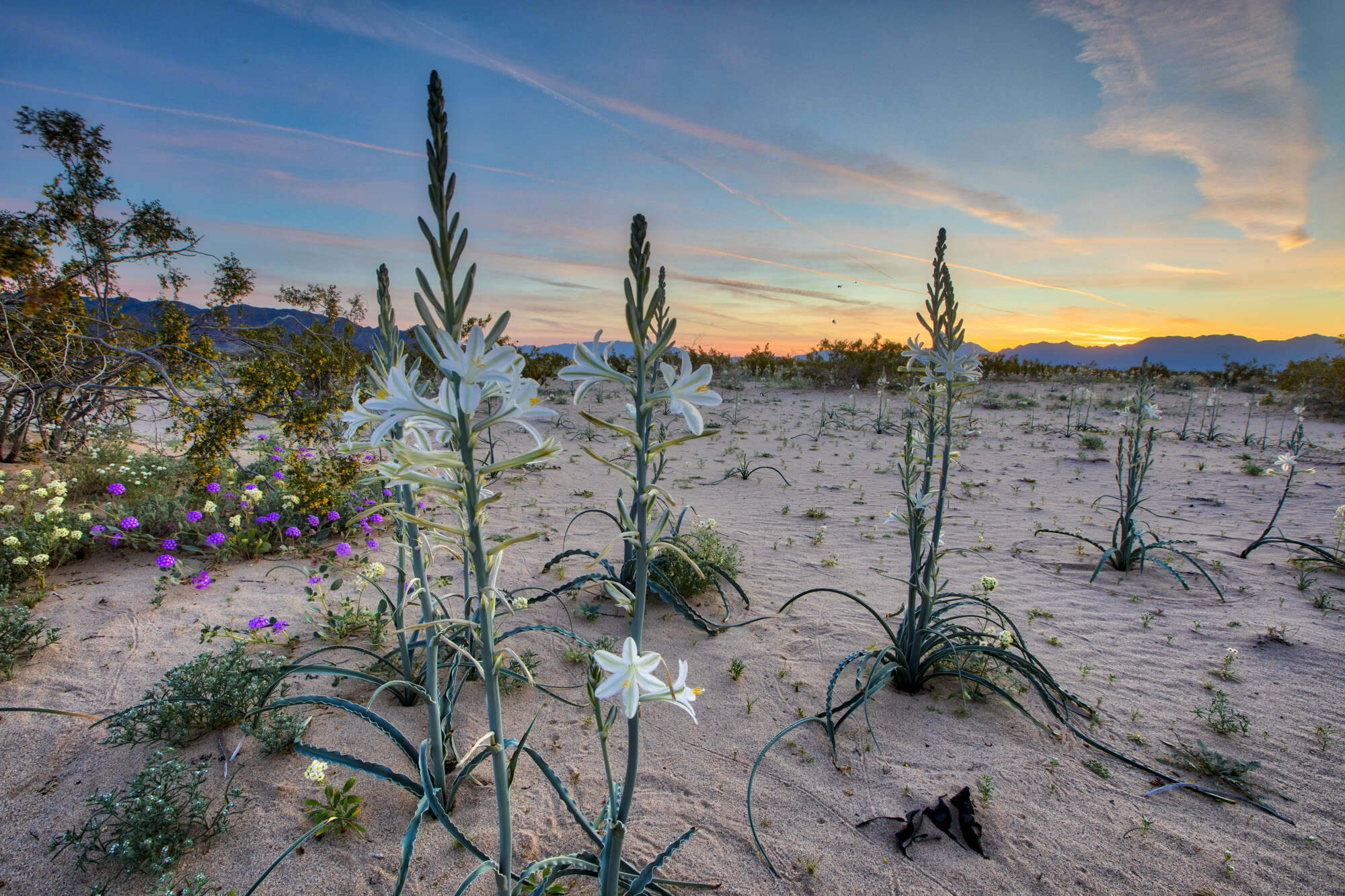 Image de Hesperocallis