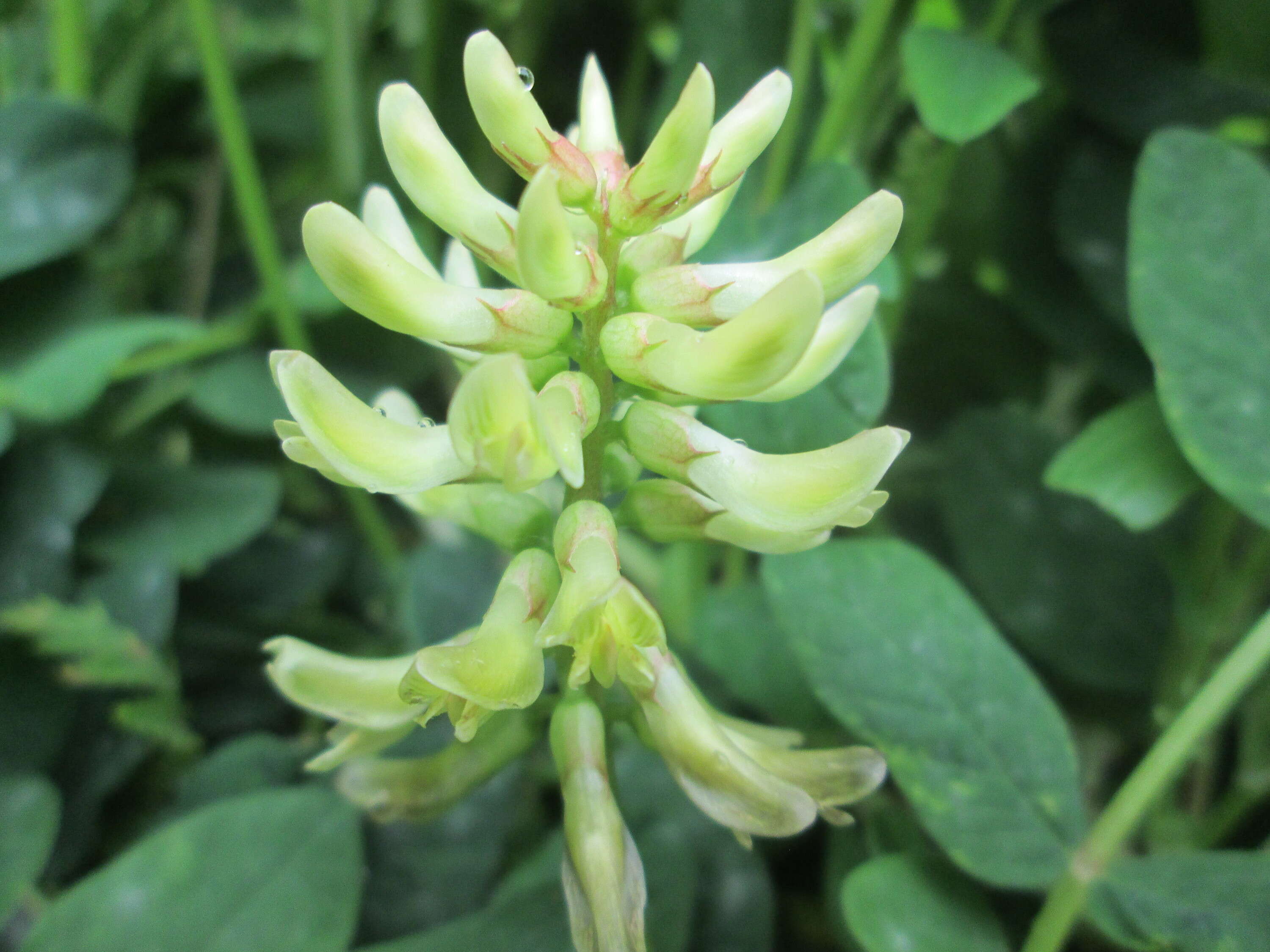 Image of licorice milkvetch