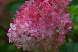 Image of panicled hydrangea