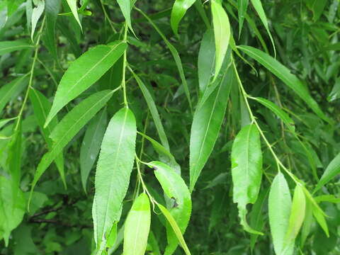 Image of Salix pierotii Miq.