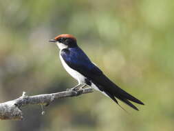 Hirundo smithii Leach 1818 resmi