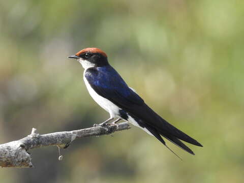 Image of Wire-tailed Swallow