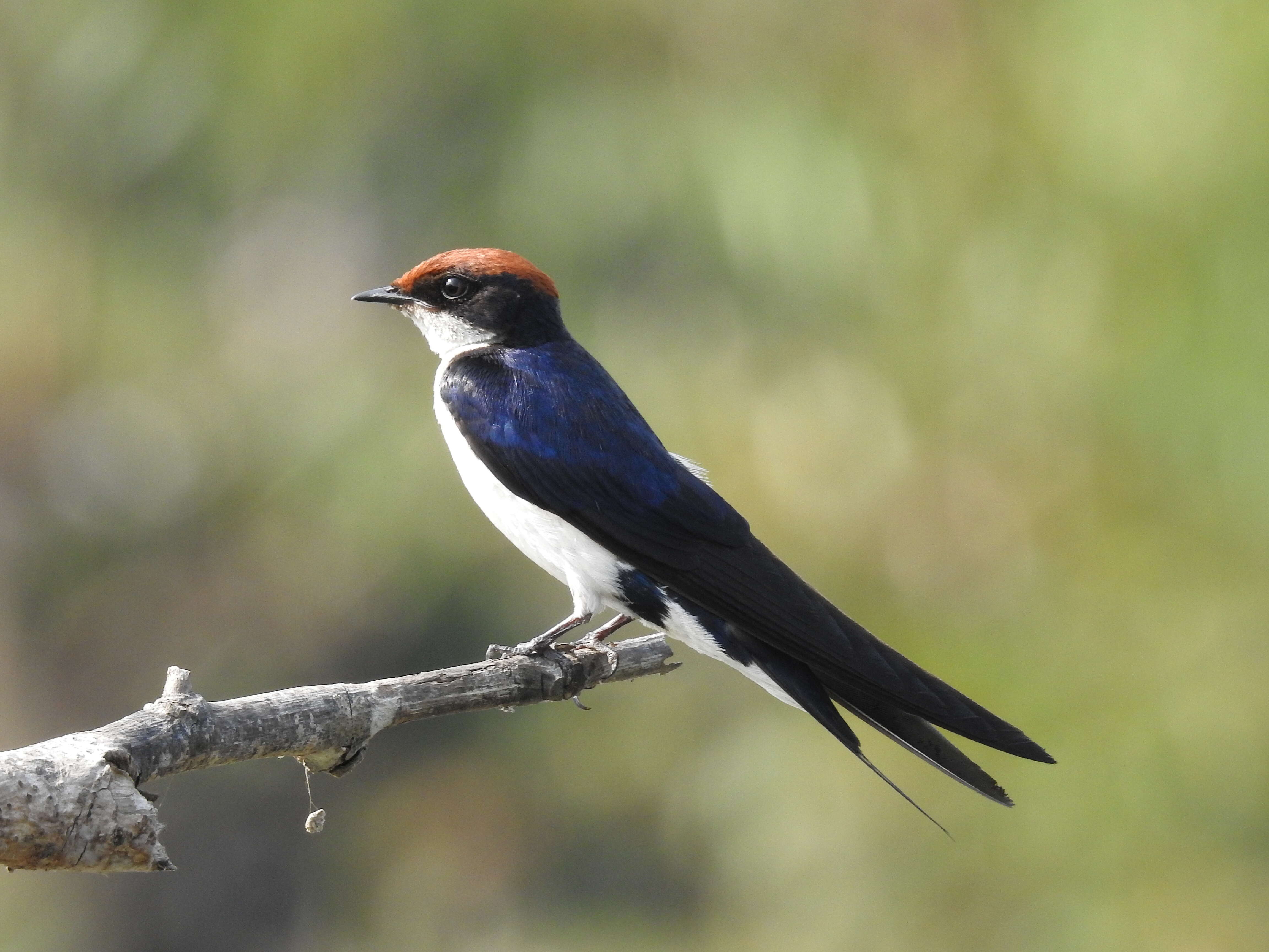 Hirundo smithii Leach 1818 resmi