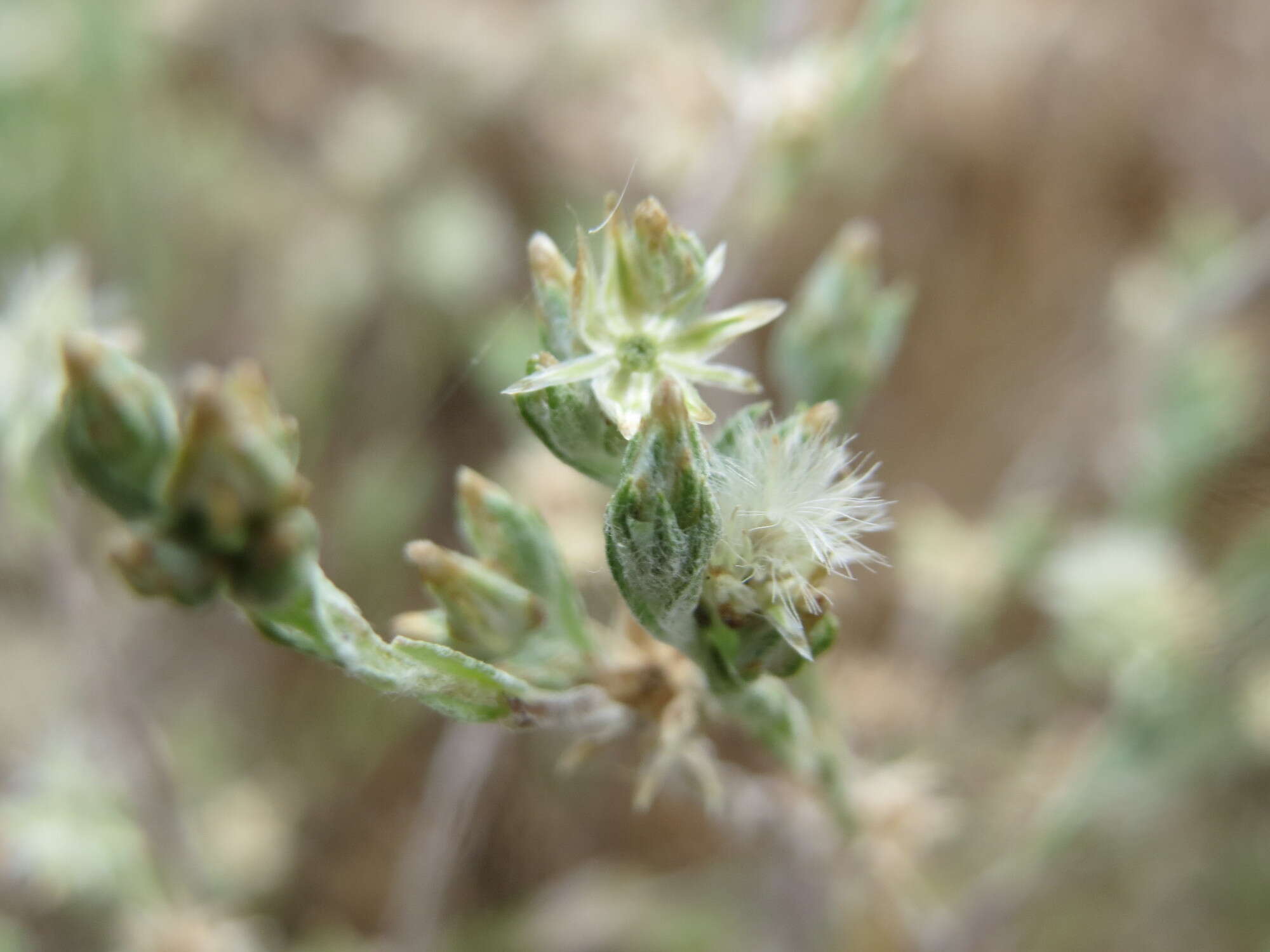 Logfia arvensis (L.) Holub resmi