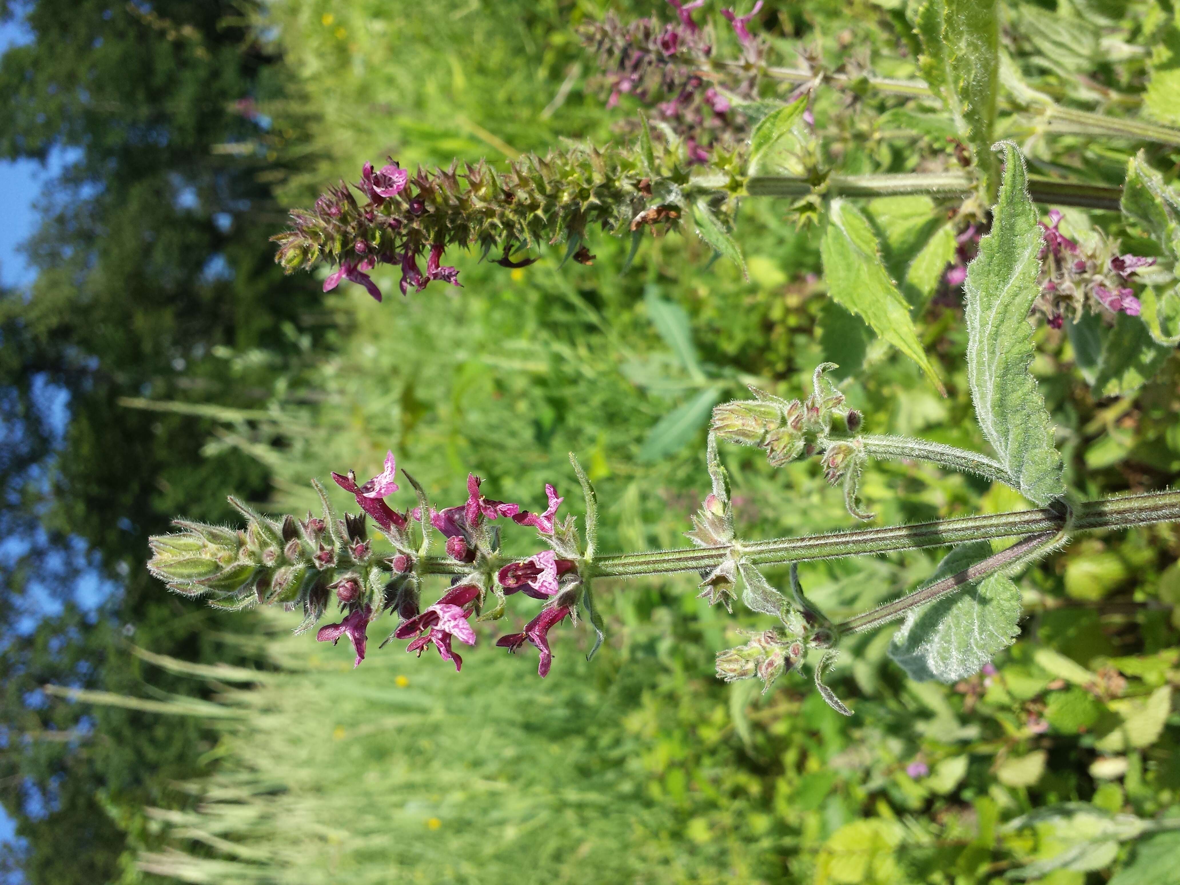 Image of hedge nettle