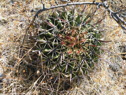 Image of Ferocactus latispinus (Haw.) Britton & Rose