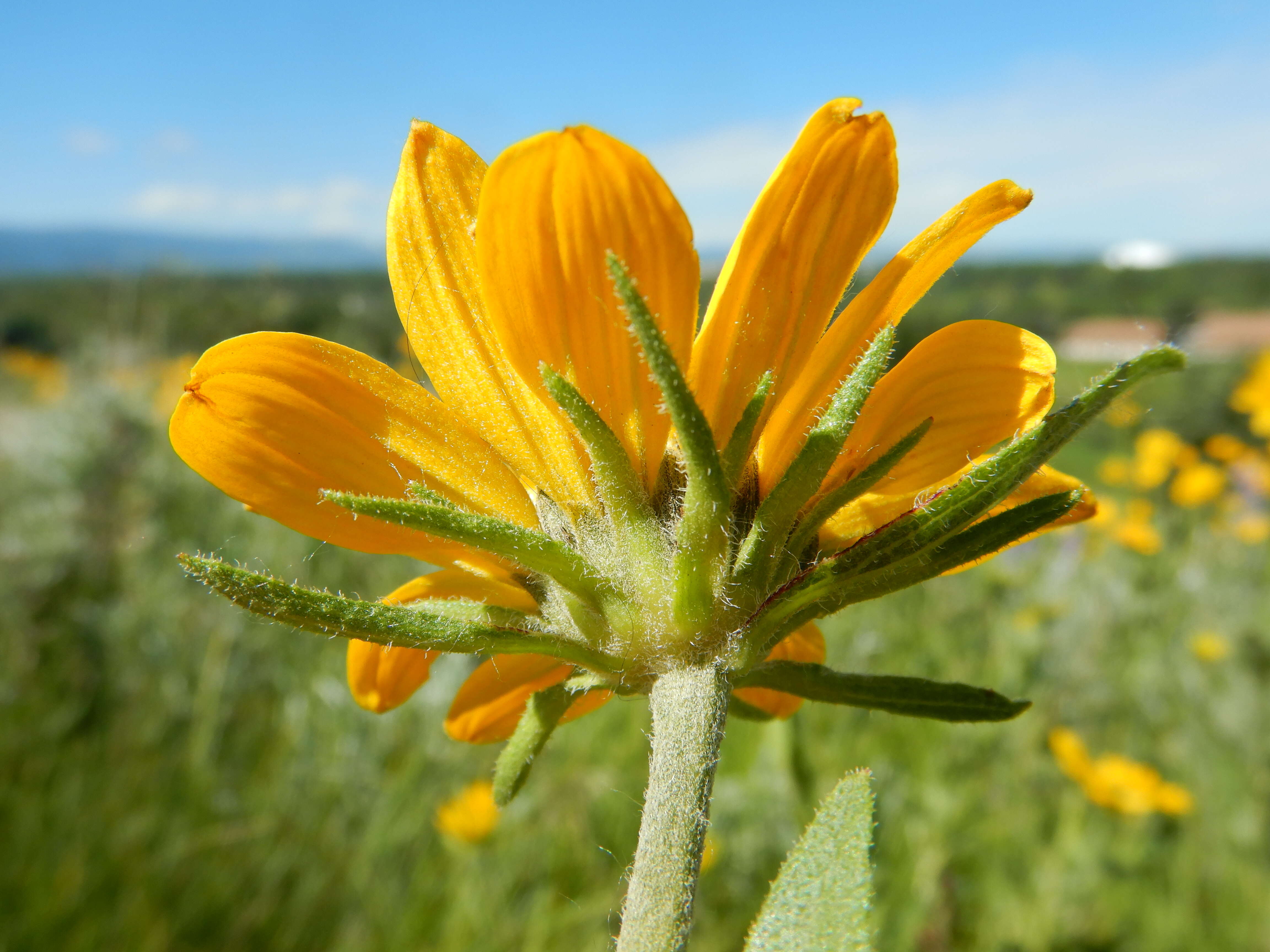 Sivun Helianthella uniflora (Nutt.) Torr. & A. Gray kuva