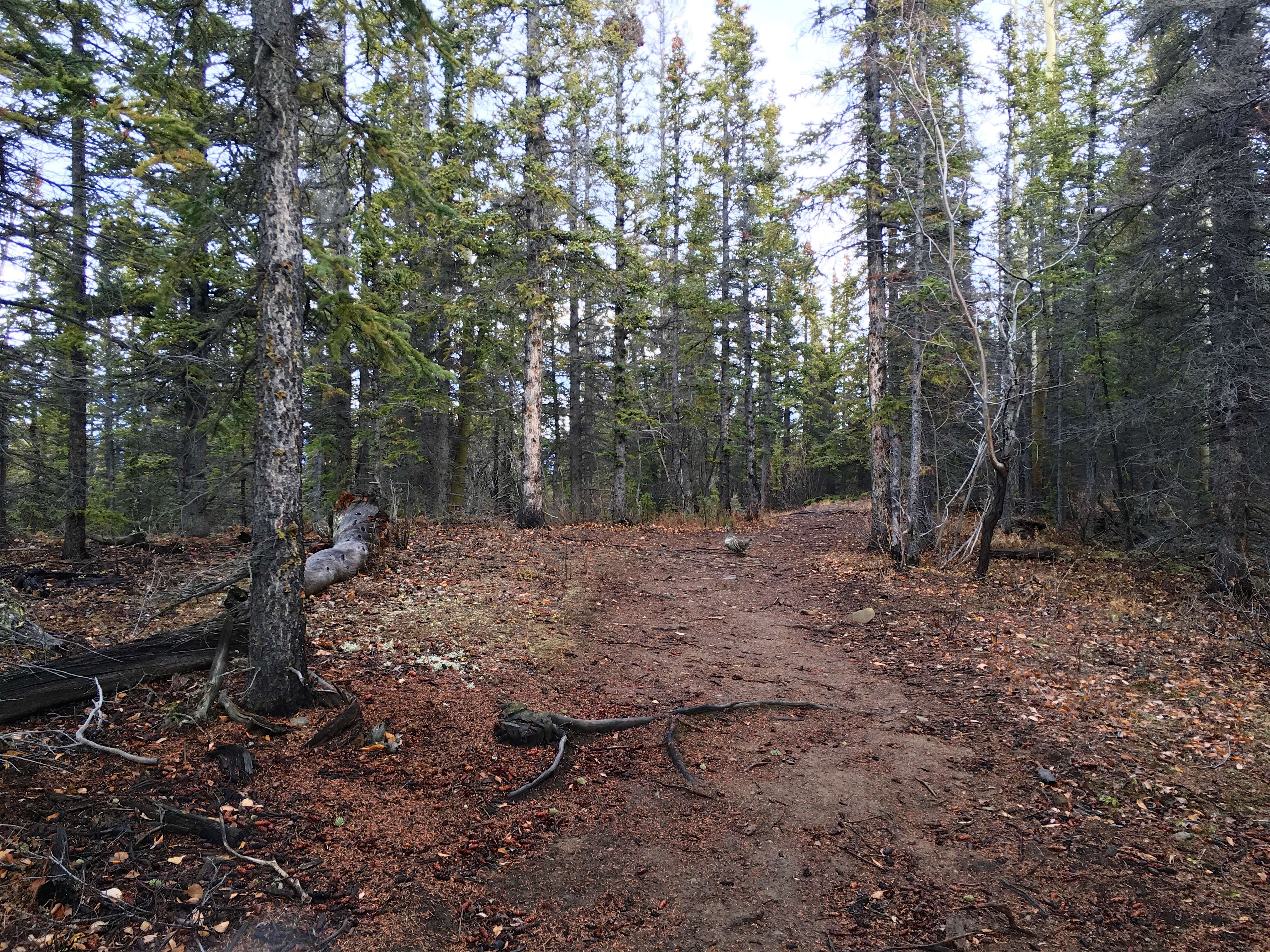 Image of Canadian Spruce