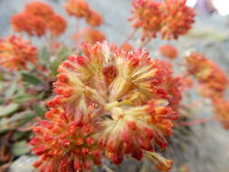 Image of alpine golden buckwheat