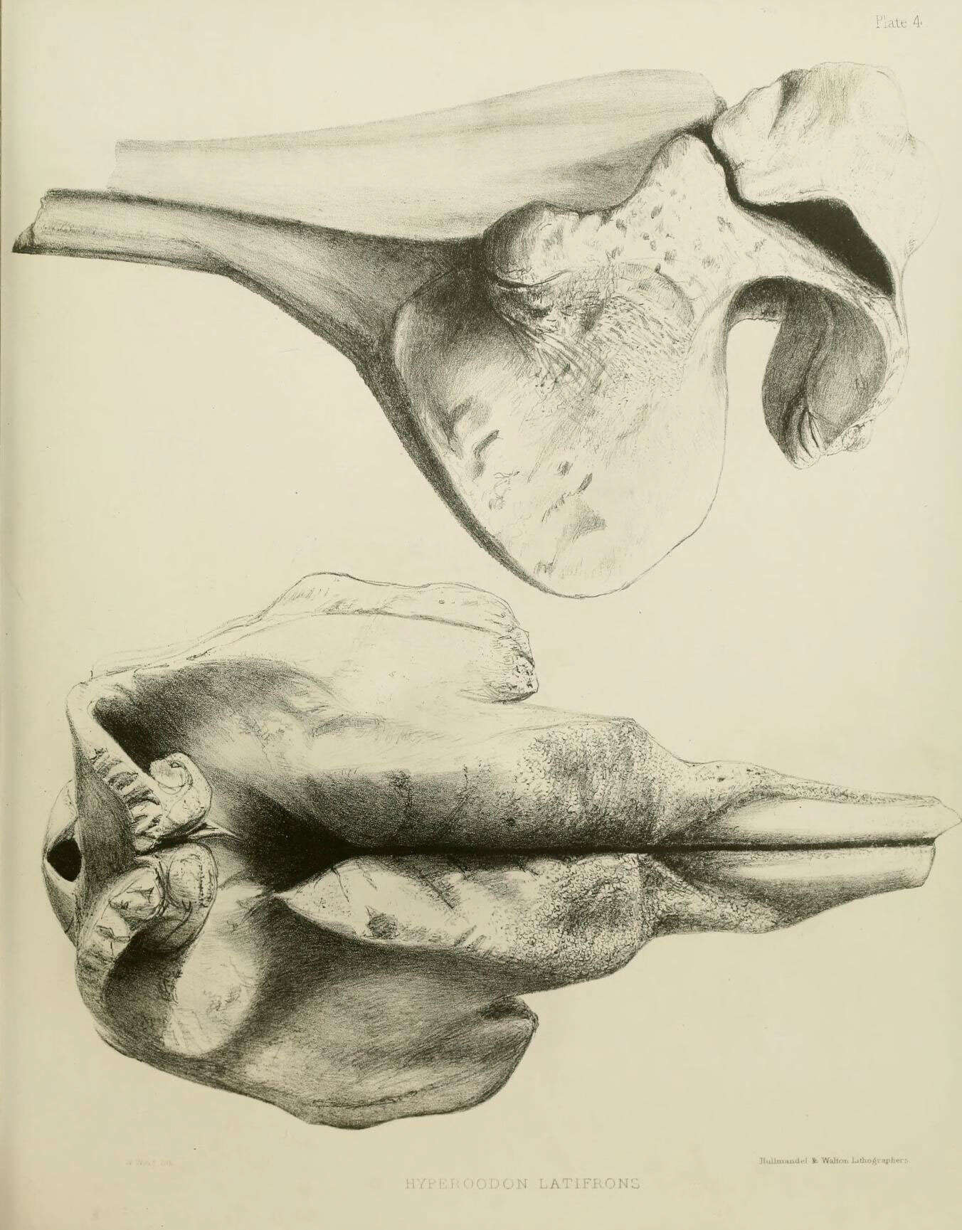 Image de Hyperoodon Lacépède 1804