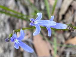 Image of Lobelia dentata Cav.