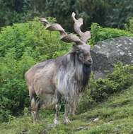 Image of Markhor