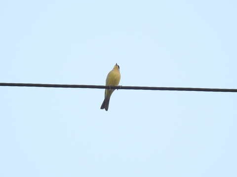 Image of Black-headed Bunting