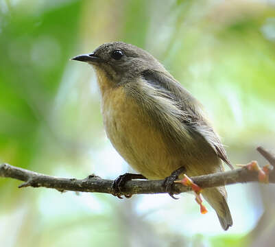 Image of Plain Flowerpecker