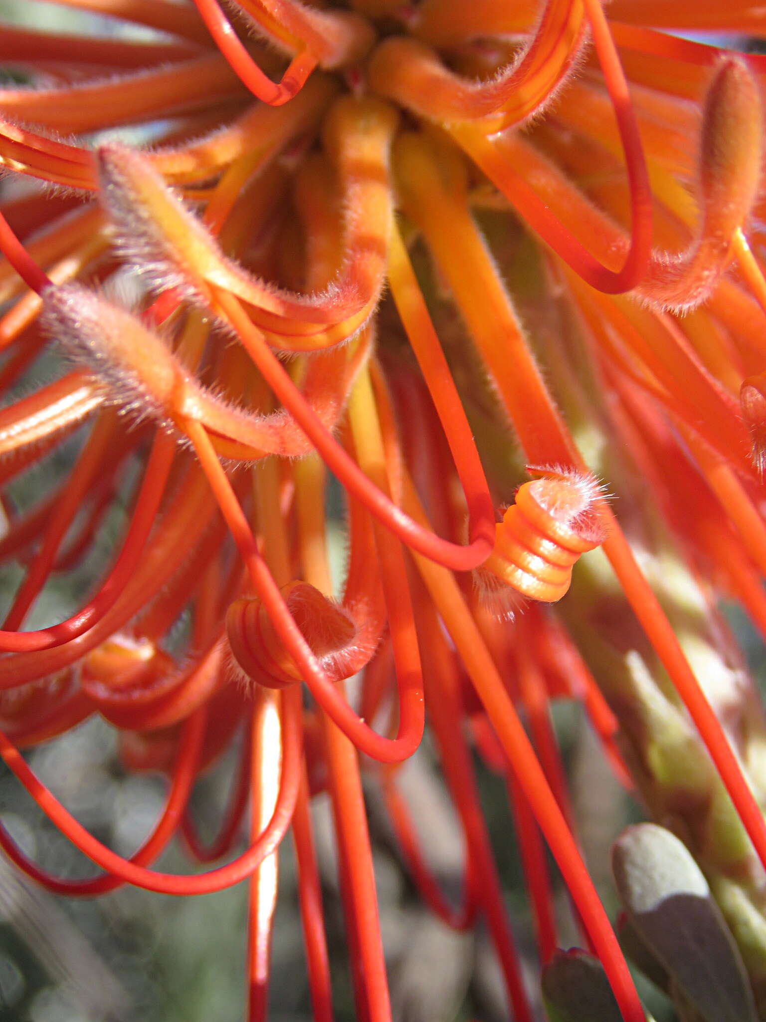 Sivun Leucospermum reflexum Buek ex Meissn. kuva