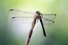 Image of Agrionoptera longitudinalis biserialis