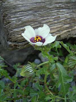 Image of flower of an hour